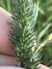 Enneapogon cenchroides