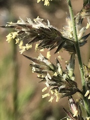 Enneapogon cenchroides