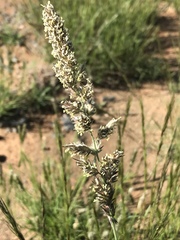 Enneapogon cenchroides