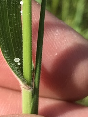 Enneapogon cenchroides