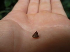 Mollusca