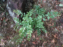 Ziziphus mucronata image