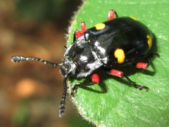 Eumorphus quadriguttatus pulchripes