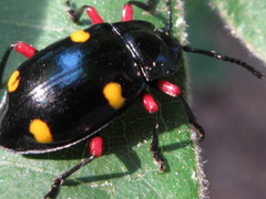 Eumorphus quadriguttatus pulchripes