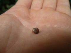 Mollusca