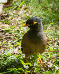 Acridotheres tristis