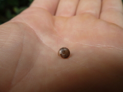 Mollusca