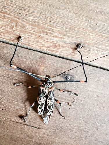 Harlequin Beetle