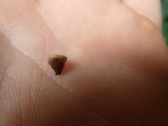 Mollusca