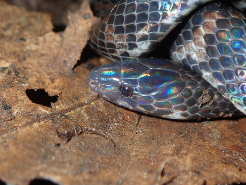 Typhon Ground Snake