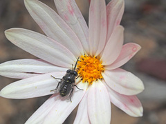 Megapalpus capensis