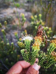 Stilbaceae