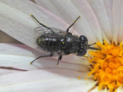 Megapalpus capensis