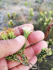 Stilbaceae