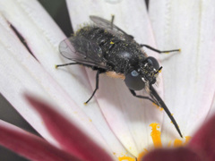 Megapalpus capensis