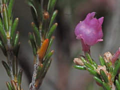 Erica selaginifolia