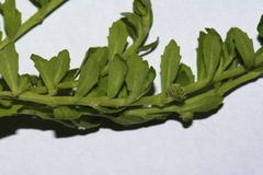 Centipeda elatinoides