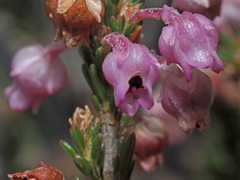 Erica selaginifolia