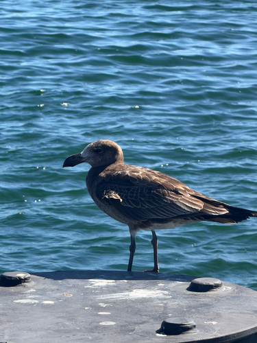 Pacific Gull