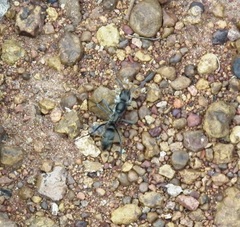 Ophthalmopone berthoudi