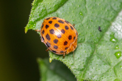 Henosepilachna sumbana