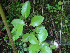 Ascarina lucida lucida