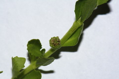 Centipeda elatinoides