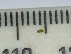 Centipeda elatinoides