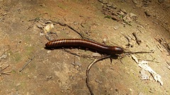 Archispirostreptus gigas