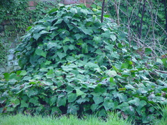 Hedera colchica