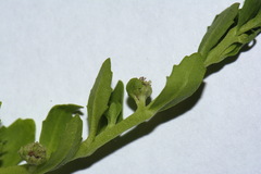 Centipeda elatinoides