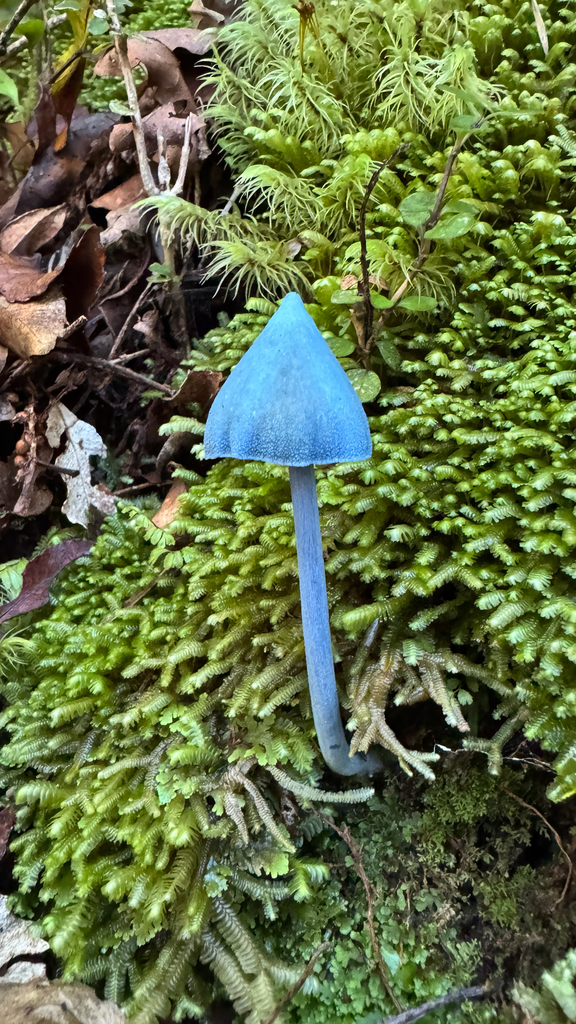 Entoloma hochstetteri · March 2026 · photo: © frankashwood (iNaturalist, cc-by)
