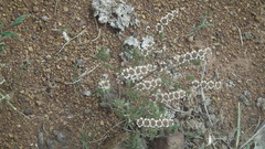 Ocimum americanum americanum
