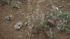 Ocimum americanum americanum