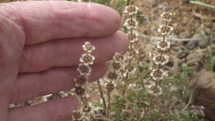 Ocimum americanum americanum