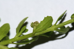 Centipeda elatinoides