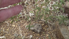 Ocimum americanum americanum