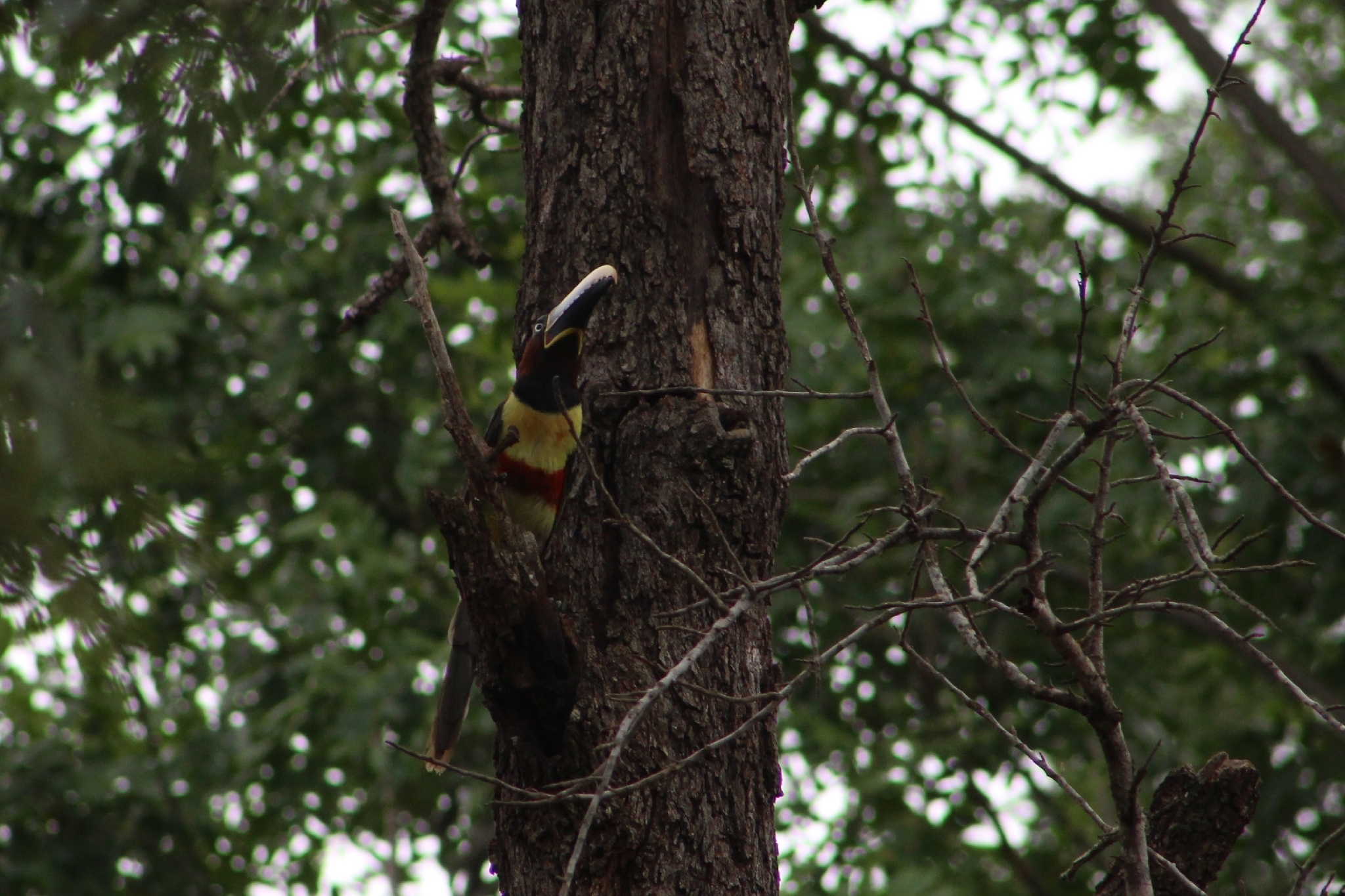 Chestnut-eared Aracari (Pteroglossus castanotis), photo 4