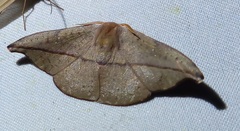 Oreta unilinea