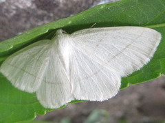 Parabapta clarissa