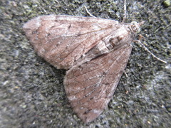 Heterothera postalbida