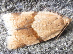 Neocalyptis angustilineata