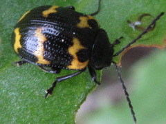 Gallerucida bifasciata