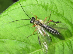 Tenthredo tenuipennis
