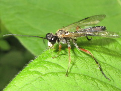 Tenthredo tenuipennis