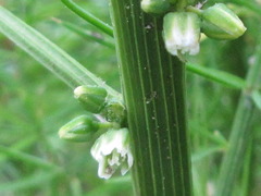 Asparagus schoberioides