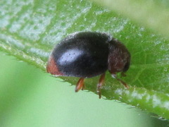 Scymnus ferrugatus