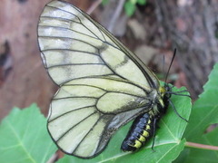 Parnassius stubbendorfii