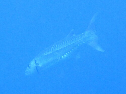 Great barracuda