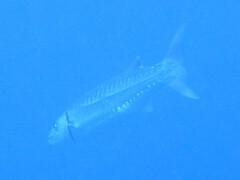 Great barracuda